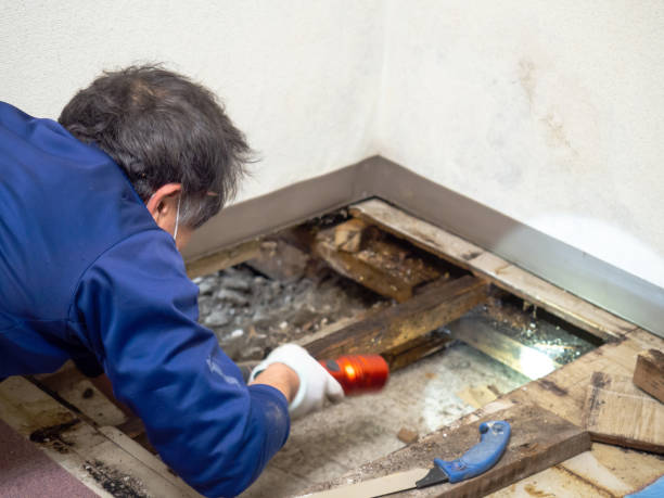 Best Attic Mold Remediation in Bing, OR