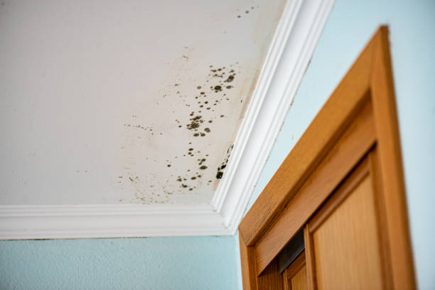 Professional Mold Remediation in Boring, OR