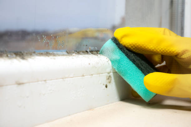 Best HVAC Mold Remediation in Bing, OR