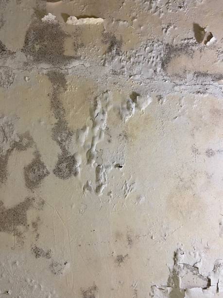 Best Post-Flood Mold Remediation in Bing, OR